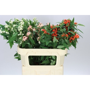 Euphorbia Fu Gemengd