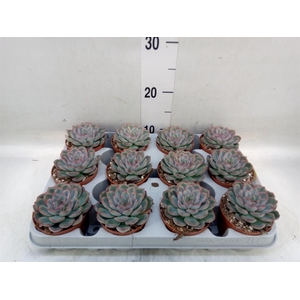 Echeveria  'Hercules'