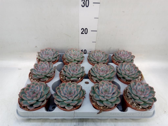 <h4>Echeveria  'Hercules'</h4>