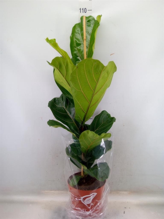 <h4>Ficus lyrata</h4>