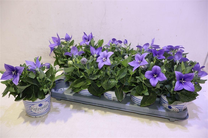 <h4>Platyco Gr Astra Blu</h4>