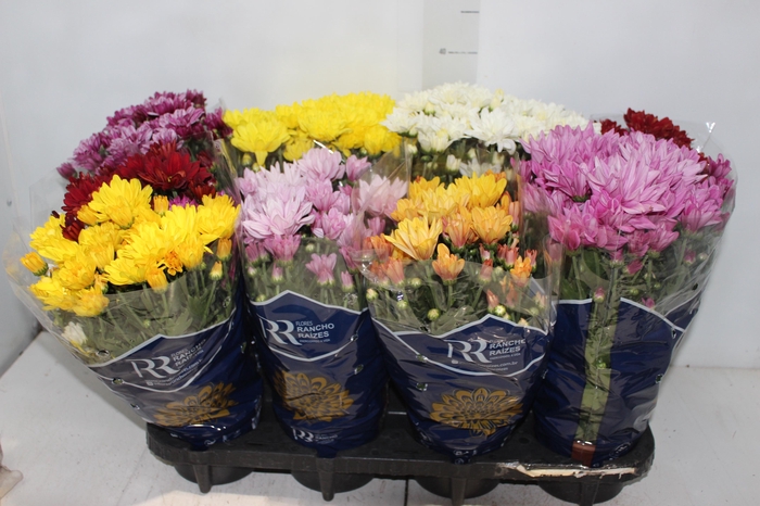 <h4>CRISANTEMO MINI P13</h4>