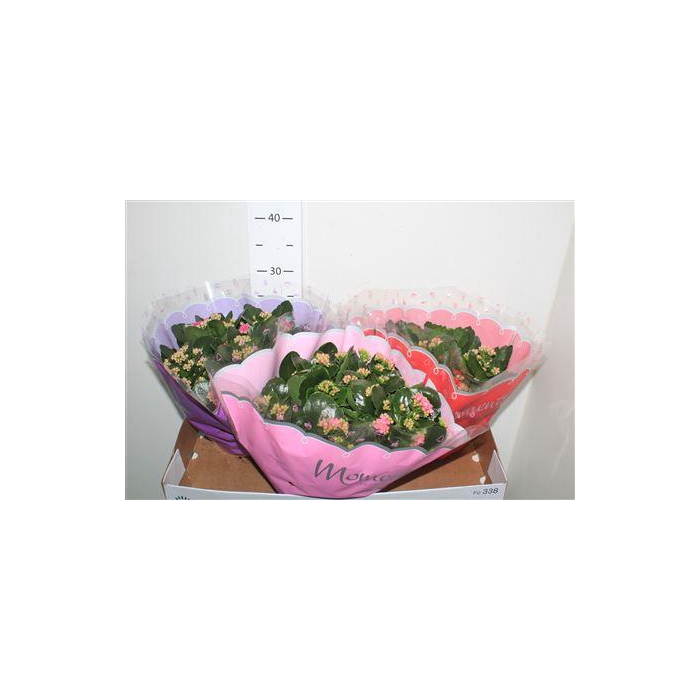 <h4>Kal Ge Gem 4 Kl</h4>