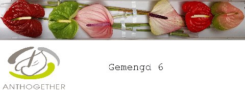 <h4>Anthurium Mix</h4>