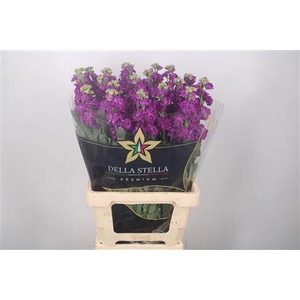 Matth Iron * Premium* Purple