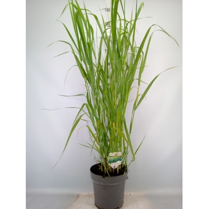 Panicum virgatum