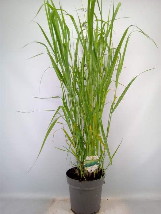 <h4>Panicum virgatum</h4>