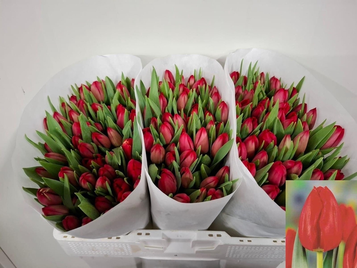 <h4>TU EN RED MARK</h4>