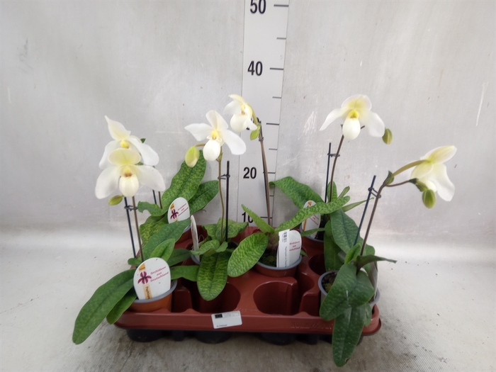 <h4>Paphiopedilum   ...</h4>