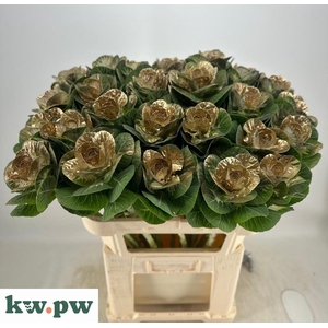 BRASS EMPIRE AGATHAN