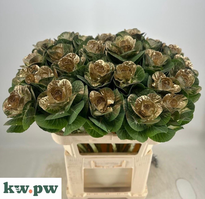 <h4>BRASS EMPIRE AGATHAN</h4>