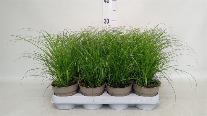 <h4>Carex brunnea</h4>