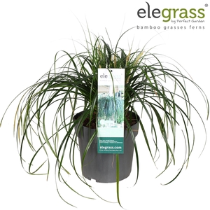 Carex 'Ribbon Falls' P23