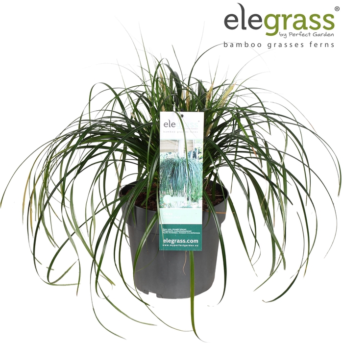<h4>Carex 'Ribbon Falls' P23</h4>