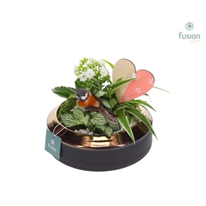 Lage schaal brons White Love Medium FC22.1206