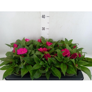 Impatiens NG 'Tamarinda Purple'