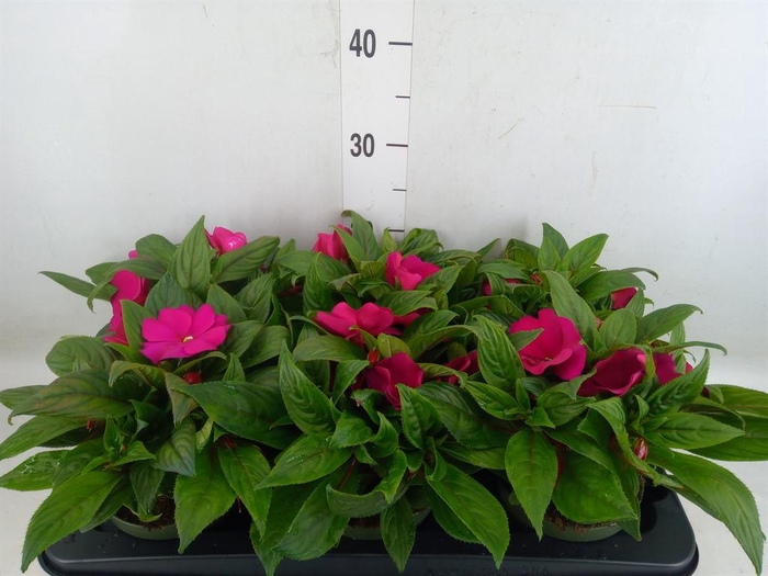 <h4>Impatiens NG 'Tamarinda Purple'</h4>