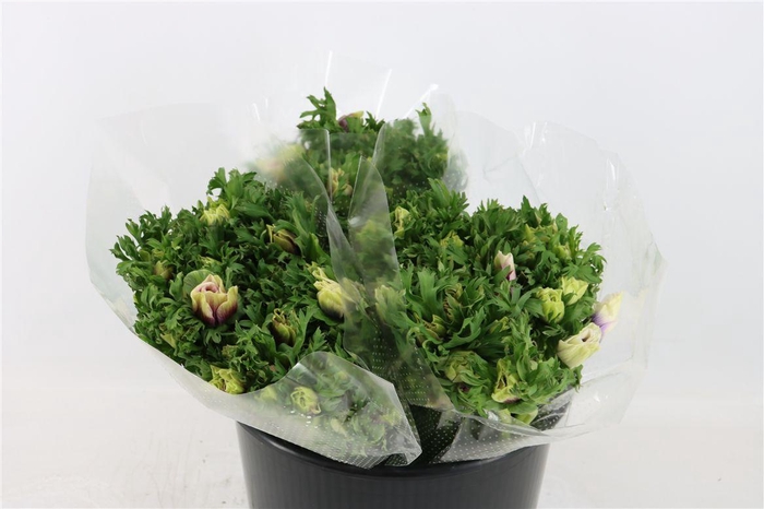 <h4>Anem Rainbow Happy</h4>