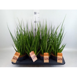 Sansevieria cyl. ...