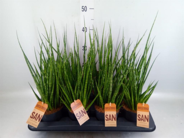 <h4>Sansevieria cyl. ...</h4>