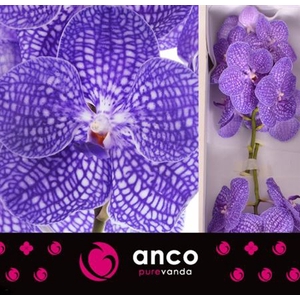 Vanda Kan Indigo