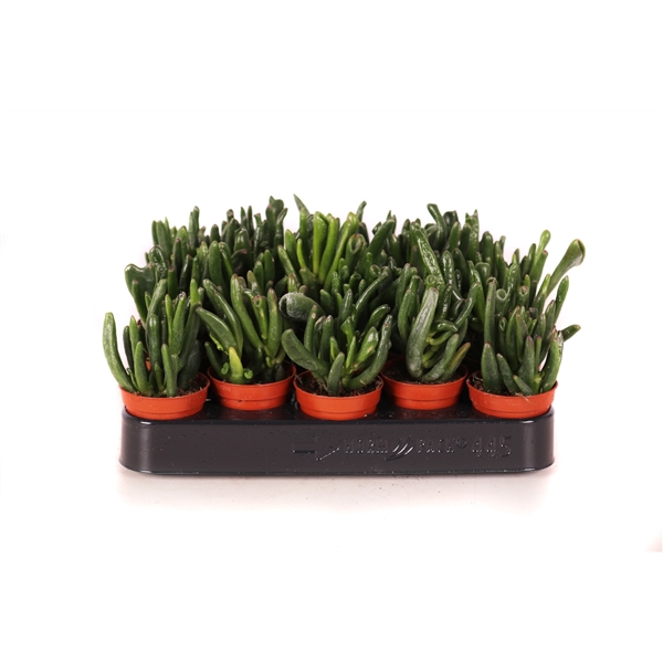 <h4>Crassula hobbit 5,5 cm</h4>