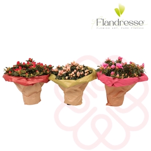 Azalea Flandresse® Bouquet