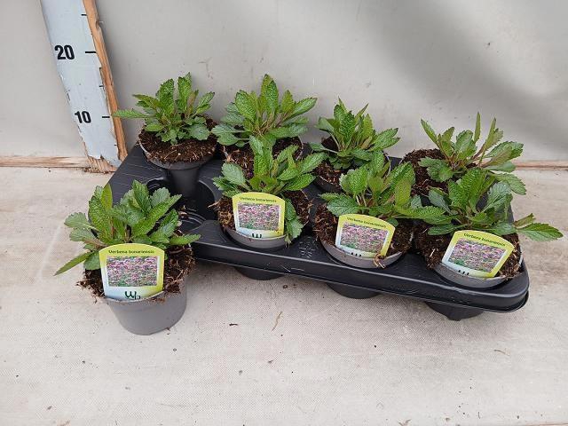 <h4>VERBE BONARIENSIS</h4>