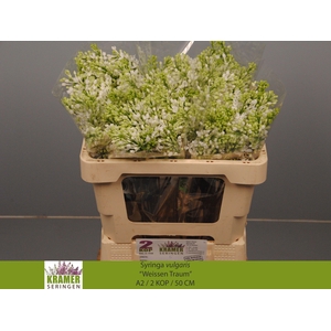 SYR V ENGLER WEISS T