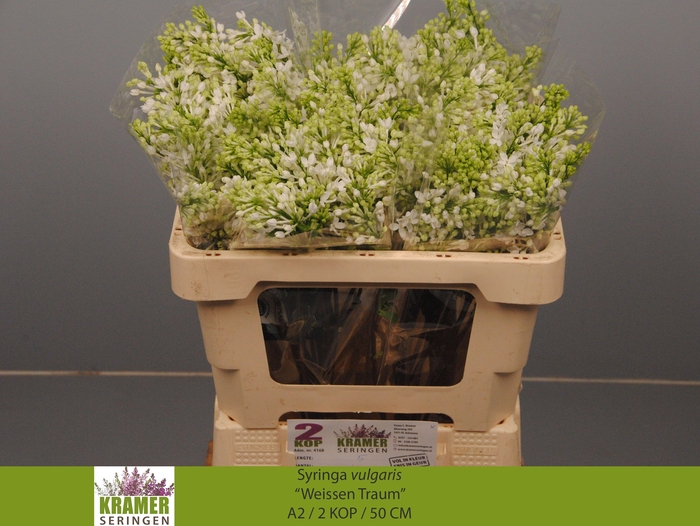 <h4>SYR V ENGLER WEISS T</h4>