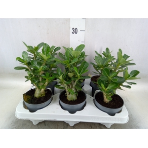 Adenium obesum