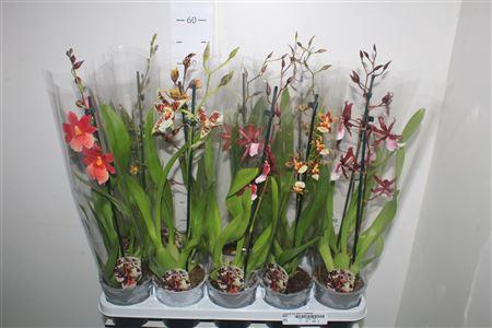 <h4>Cambria Grp Gem 1 Branche</h4>