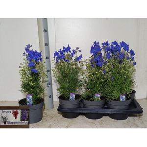 DELP GRANDIFLORUM