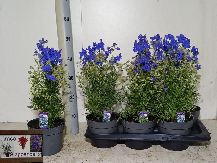 <h4>DELP GRANDIFLORUM</h4>