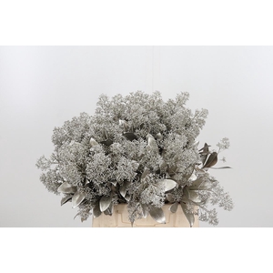 Skimmia Kl Bh Platina