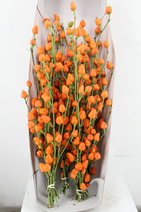 <h4>CAPS ORANGE PER BUNCH</h4>