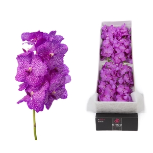 Vanda  'Nitaya Rosy'