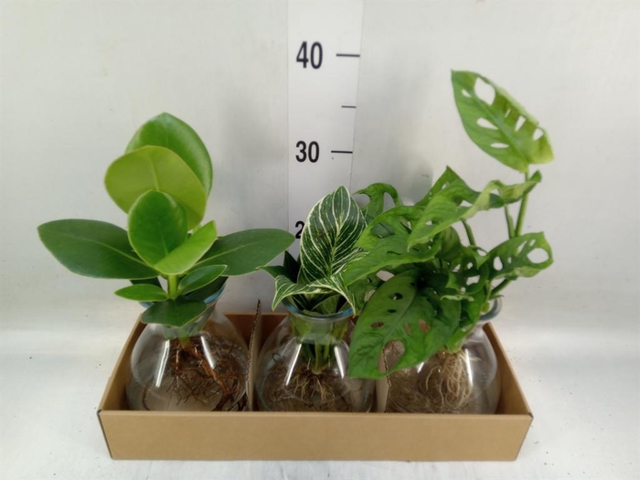 <h4>Planten  ..mix</h4>