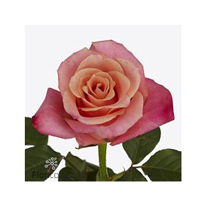 Rosa large helene