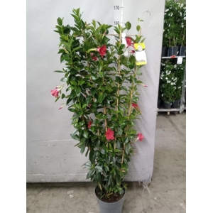 Mandevilla sand. 'Bella'   ...mix