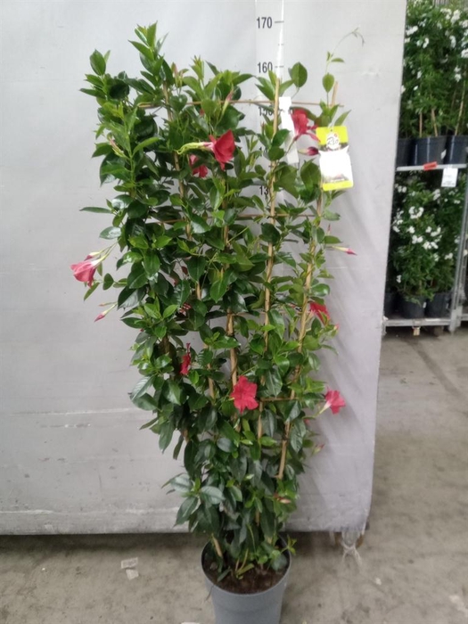 <h4>Mandevilla sand. 'Bella'   ...mix</h4>