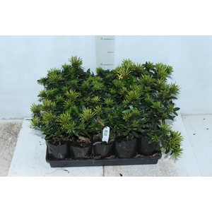 IXORA MINI AMARELO SAQ 30