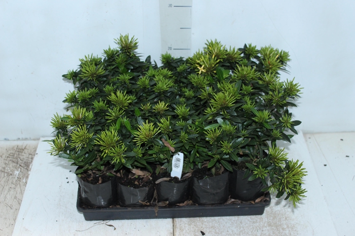 <h4>IXORA MINI AMARELO SAQ 30</h4>