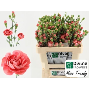 Dianthus TR 'Miss Trendy'