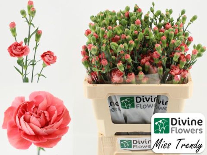 <h4>Dianthus TR 'Miss Trendy'</h4>