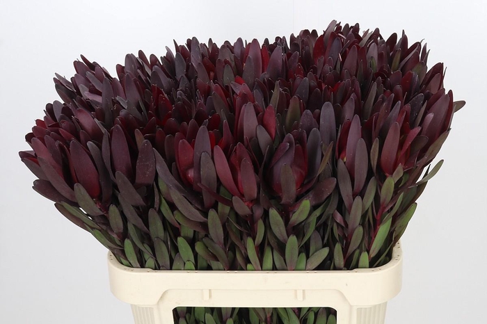 <h4>Leucadendron Saf Sunset Dark R.</h4>