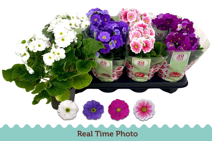 <h4>PRIM OB TM GEM</h4>