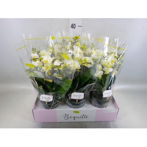 Phalaenopsis multi.   ...white