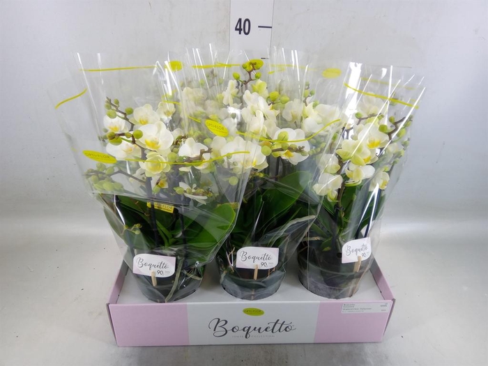 <h4>Phalaenopsis multi.   ...white</h4>