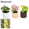 Collectie Nature Love - Syngonium mix in pot Lou